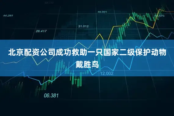 北京配资公司成功救助一只国家二级保护动物戴胜鸟